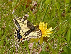 Makaonfjäril / Papilio Machaon