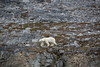 3 Raudfjorden, Svalbard 2014 • <a style="font-size:0.8em;" href="http://www.flickr.com/photos/36838853@N03/15106664445/" target="_blank">View on Flickr</a>
