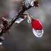 Frozen Red Berry • <a style="font-size:0.8em;" href="http://www.flickr.com/photos/124671209@N02/33062855823/" target="_blank">View on Flickr</a>