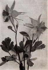 Anglų lietuvių žodynas. Žodis fibrous-rooted begonia reiškia pluoštinių įsišaknijusi begonia lietuviškai.