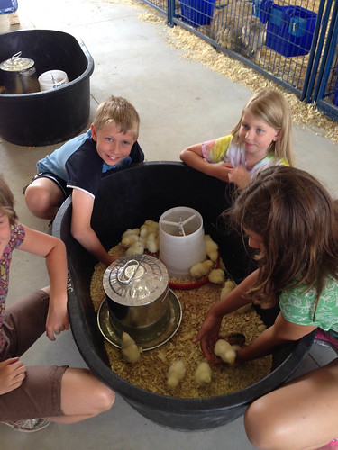 The highlight of the fair was a bucket of chicks that the kids could play with. • <a style="font-size:0.8em;" href="http://www.flickr.com/photos/96277117@N00/14819135415/" target="_blank">View on Flickr</a>