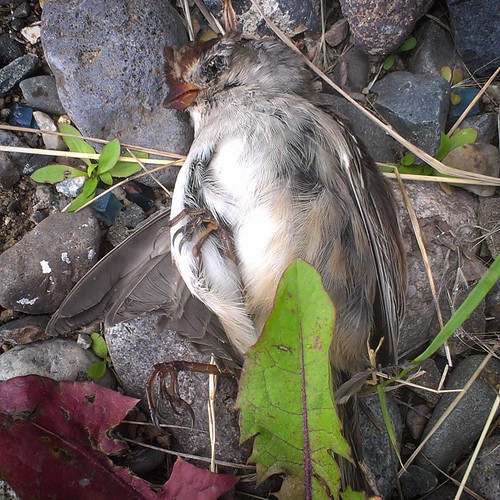 Sparrow killed in window collision