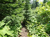 Mount Josephine overgrown trail