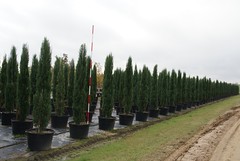 45g Italian Cypress
