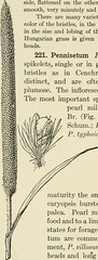 Anglų lietuvių žodynas. Žodis pennisetum glaucum reiškia <li>pennisetum glaucum</li> lietuviškai.