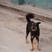 Friendly dog in Havana • <a style="font-size:0.8em;" href="https://www.flickr.com/photos/40181681@N02/14781790574/" target="_blank">View on Flickr</a>
