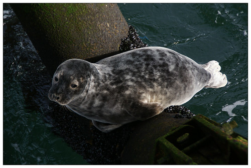 Seal in Helder Platform