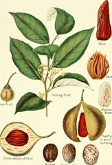 Anglų lietuvių žodynas. Žodis genus vanilla reiškia genties vanilės lietuviškai.