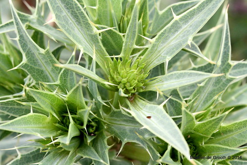 Spiky Green Plant