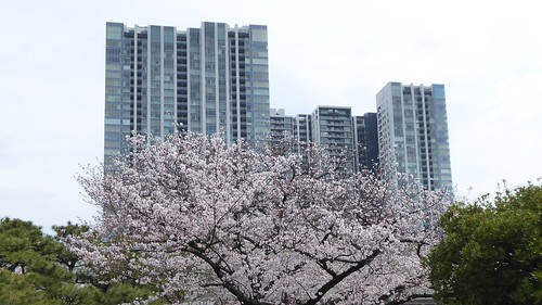 桜満開の季節になりましたね。近くに桜の咲...