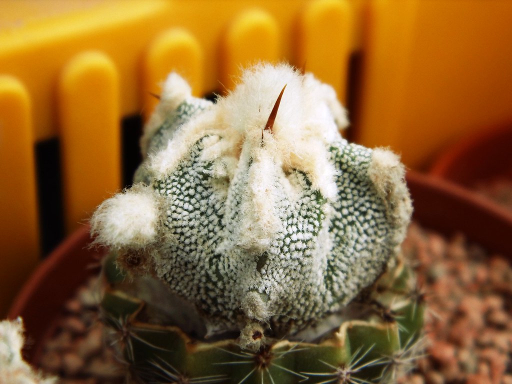 the world u0026 39 s best photos of cactus and hybrid