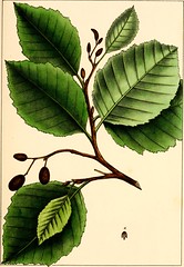 Anglų lietuvių žodynas. Žodis alnus rhombifolia reiškia Alnum rhombifolia lietuviškai.