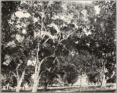 Anglų lietuvių žodynas. Žodis corkwood tree reiškia corkwood medis lietuviškai.