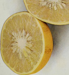 Anglų lietuvių žodynas. Žodis bitter orange tree reiškia karčiųjų apelsinų medžio lietuviškai.