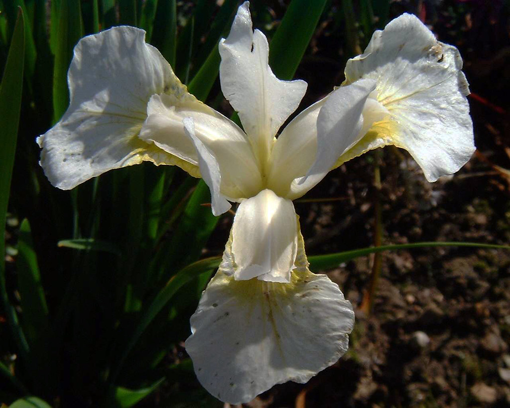 Iris sibirica 'Snow Queen'