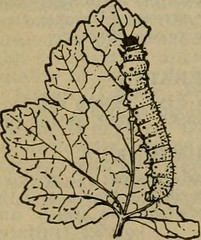 Anglų lietuvių žodynas. Žodis four-lined leaf bug reiškia keturi-liniuotas lapas klaida lietuviškai.