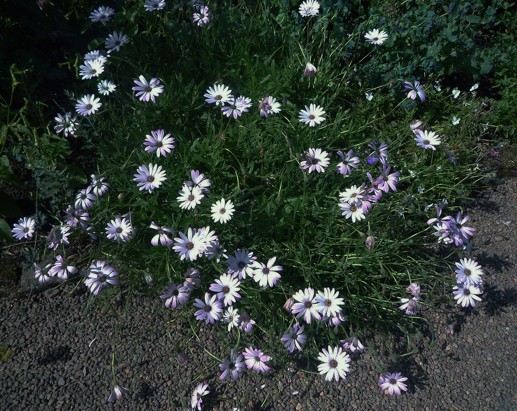 Osteospermum 'Lady Leitrim'