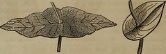 Anglų lietuvių žodynas. Žodis sagittate-leaf reiškia sagittate lapų lietuviškai.