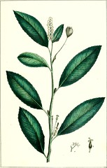 Anglų lietuvių žodynas. Žodis lanceolate leaf reiškia lancetowaty lapų lietuviškai.