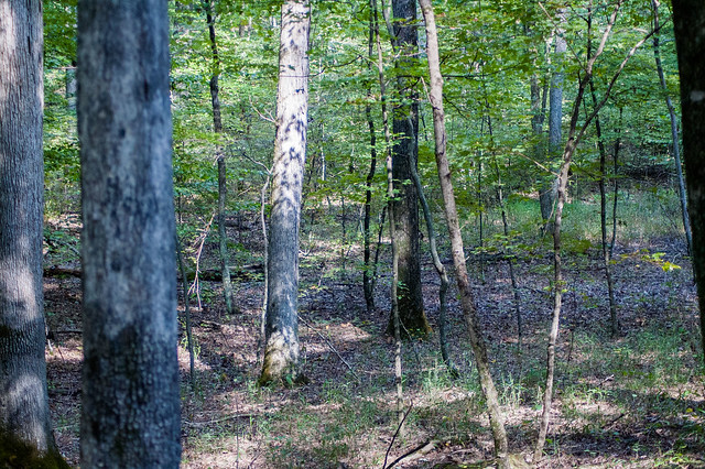 White Oak Nature Preserve - September 20, 2014