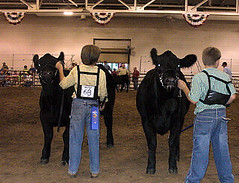 Individual Class Winners; 2nd in Pairs Open Show IL State Fair '07 • <a style="font-size:0.8em;" href="http://www.flickr.com/photos/25423792@N05/14438265244/" target="_blank">View on Flickr</a>