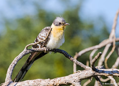 Cuco-rabilongo | Great Spotted Cuckoo | Críalo europeo | Coucou geai (Clamator glandarius)