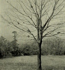 Anglų lietuvių žodynas. Žodis wild plum tree reiškia laukinių slyvų medį lietuviškai.