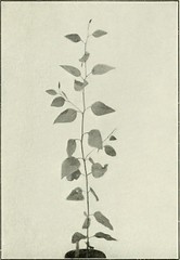 Anglų lietuvių žodynas. Žodis eucalyptus coriacea reiškia eukalipto coriacea lietuviškai.