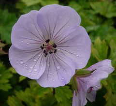 Geranium 'Lilac Ice'