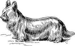 Anglų lietuvių žodynas. Žodis clydesdale terrier reiškia clydesdale terjeras lietuviškai.