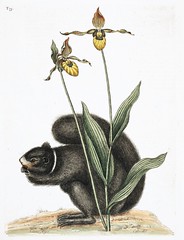 Anglų lietuvių žodynas. Žodis cypripedium calceolus pubescens reiškia <li>cypripedium calceolus pubescens</li> lietuviškai.