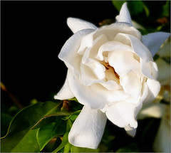 Anglų lietuvių žodynas. Žodis gardenia reiškia n bot. gardenija lietuviškai.