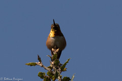 Allen's Hummingbird (male) | Bear Valley Center | Pt Reyes | Marin | CA|2017-03-30|12-53-40.jpg