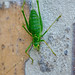Grasshopper on the wall