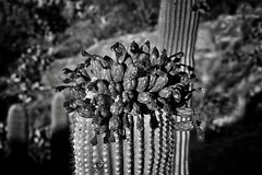 The Very Top of a Saguaro Cactus (Black & White, Saguaro National Park)