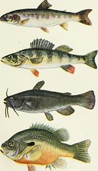 Anglų lietuvių žodynas. Žodis fish lure reiškia žuvų viliojimo lietuviškai.