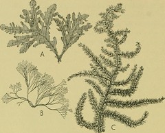 Anglų lietuvių žodynas. Žodis class rhodophyceae reiškia rhodophyceae lietuviškai.