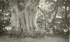 Anglų lietuvių žodynas. Žodis creeping wood sorrel reiškia baltoji mediena, rūgštynės lietuviškai.