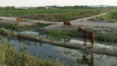 Khiva and Amu Darya Floodplain