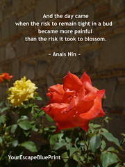 Risk to Bloom • <a style="font-size:0.8em;" href="http://www.flickr.com/photos/91306238@N04/14392281788/" target="_blank">View on Flickr</a>