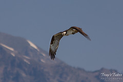 Male osprey in flight