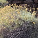 Helichrysum rupestre var. errerae • <a style="font-size:0.8em;" href="http://www.flickr.com/photos/62152544@N00/14226883077/" target="_blank">View on Flickr</a>