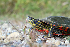 Anglų lietuvių žodynas. Žodis western box turtle reiškia vakarų box turtle lietuviškai.