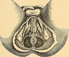 Anglų lietuvių žodynas. Žodis artery of the penis bulb reiškia arterijų varpos lemputė lietuviškai.