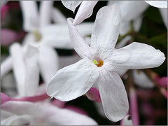 Anglų lietuvių žodynas. Žodis common jasmine reiškia bendras jasmine lietuviškai.