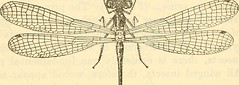 Anglų lietuvių žodynas. Žodis suborder anisoptera reiškia pavaldžioji anisoptera lietuviškai.