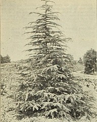 Anglų lietuvių žodynas. Žodis juniperus horizontalis reiškia <li>juniperus horizontalis</li> lietuviškai.