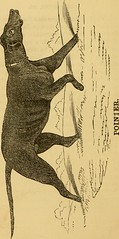 Anglų lietuvių žodynas. Žodis dog-trick reiškia šunų triukas lietuviškai.