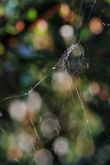 ... spider web ...