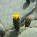 Opuntia ficus-indica: "ficudinnia" • <a style="font-size:0.8em;" href="http://www.flickr.com/photos/62152544@N00/14413311162/" target="_blank">View on Flickr</a>